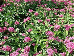 163 Longwood Gardens [2008 August 23]